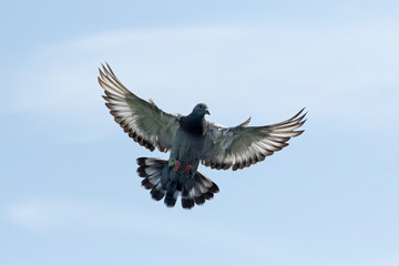 speed racing pigeon bird flying mid air