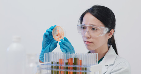 Scientist doing at petri dish