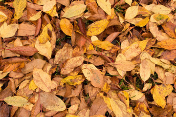 A lot of yellowed leaves on the ground. Background of fallen leaves. The concept of the onset of autumn