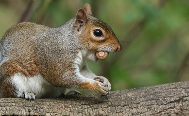 	 A humorous shot of a cute Grey Squirrel (Sciurus carolinensis) with an acorn in its mouth sitting...