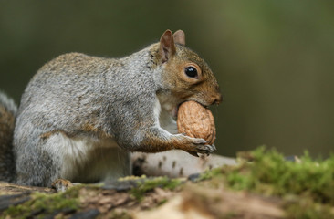 Naklejka na ściany i meble A humorous shot of a cute Grey Squirrel (Sciurus carolinensis) with an Walnut in its mouth sitting on a log in woodland.