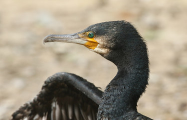 A head shot of a pretty Cormorant (Phalacrocorax carbo) preening on the bank of a lake.	