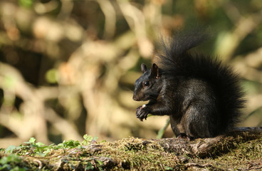 A rare cute Black Squirrel (Scirius carolinensis) eating a nut sitting on a log in woodland.	