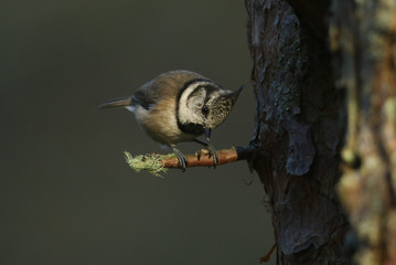A rare Crested Tit (Lophophanes cristatus) perching on a branch of a tree in the Abernathy forest in the highlands of Scotland.