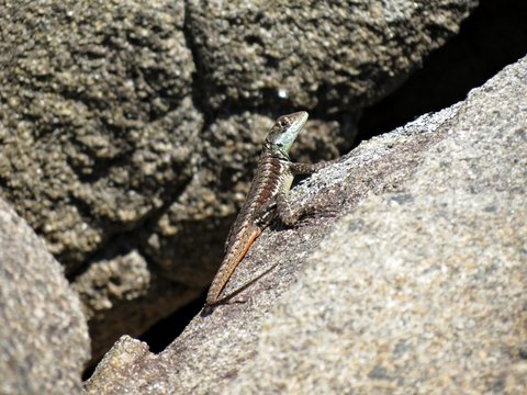 Lagarto tomando sol em cima da pedra