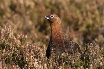 A stunning Red Grouse (Lagopus lagopus) standing amongst the heather in the highlands of Scotland.