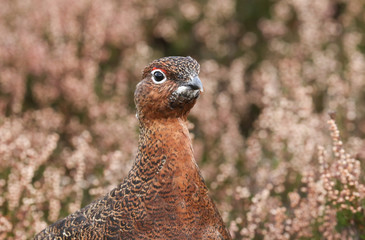 A head shot of a stunning Red Grouse (Lagopus lagopus) in the highlands of Scotland.