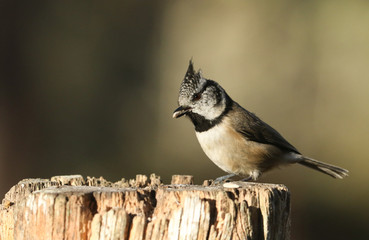 A rare Crested Tit (Lophophanes cristatus) perching on a wooden tree stump with food in its beak in the Abernathy forest in the highlands of Scotland.