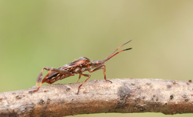  A pretty Western Conifer Seed Bug (Leptoglossus occidentalis) Coreidae perching on a twig.