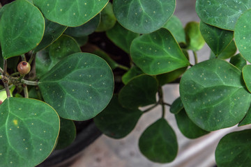 Macro detail of green leaf texture. Close up beautiful leaves pattern.