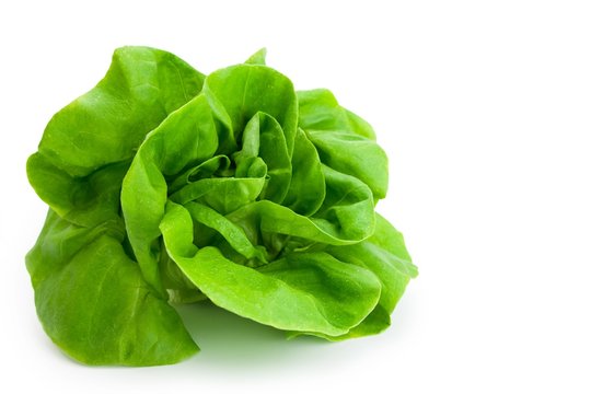 Fresh salad lettuce (also known as butterhead, Boston, Bibb, Buttercrunch, and Tom Thumb, Arctic King) isolated on white