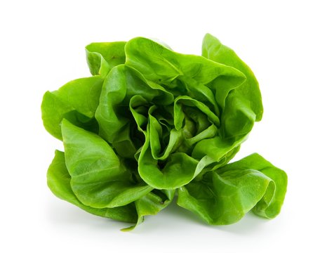 Fresh salad lettuce (also known as butterhead, Boston, Bibb, Buttercrunch, and Tom Thumb, Arctic King) isolated on white Front view