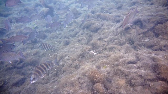 A curious Sheepshead (Archosargus probatocephalus) approaches the camera then swims away. These fish are somewhat unnerving as their mouths are filled with what look like human teeth!