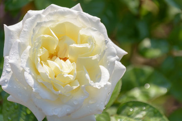 薔薇(ガーデンパーティー)