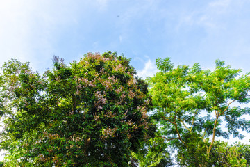 Beautiful tree landscape with cloud sky background.