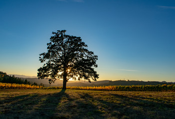 As the sun slips below the horizon it leaves a warm glow behind the silhouette of an oak tree. 