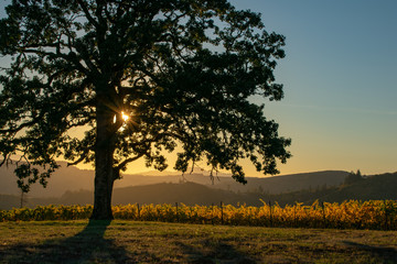 Fototapeta premium A soft evening sky sends a glow over layers of hills and into an Oregon vineyard, vines showing gold behind an iconic oak tree.