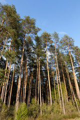 summer landscape in a pine forest