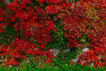 Texture of red and green leaves on a wall