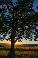 Fototapeta na wymiar An oak tree stands in front of the setting sun, with the glow of fall leaves along the vineyard rows in the background.