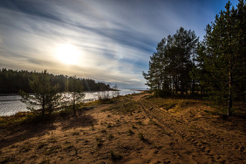 Sandy beach and trees. Pines on the beach. Ladoga lake. Northern nature.