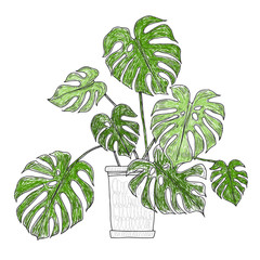 Monstera in pots.Vector  hand-drawn illustration. Isolated outline element on white background. Home decorations.