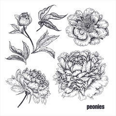 Realistic peonies flowers. Vector illustration. © marinavorona