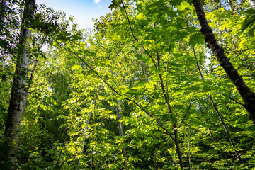 Fototapete bei efototapeten.de bestellen   