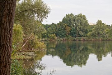 Fototapeta na wymiar Bäume am See