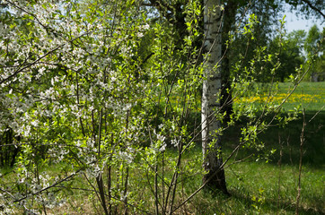 Blossom tree and lawn in park
