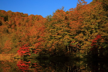 Fototapeta premium 紅葉の菅沼