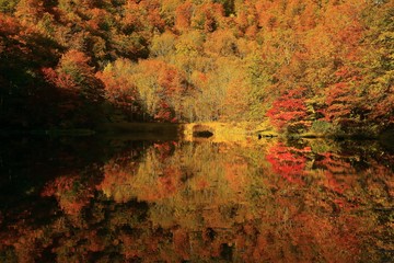Fototapeta premium 紅葉の菅沼