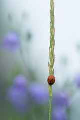 Ladybug with dew on a straw in early morning, harebells in the background
