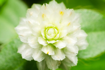 white flower in the garden