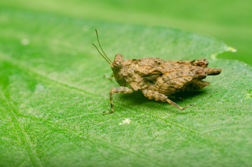 grasshopper on green grass