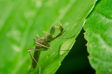 mosquito on green leaf in the nature