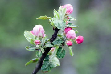 Flowers / Цветы