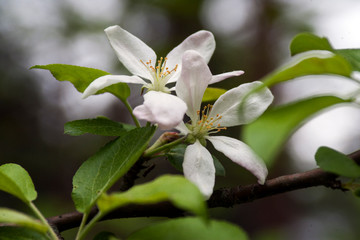 Flowers / Цветы