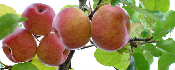 Red ripe apples on apple tree branch on green leaves and white sky background in sunny summer day.