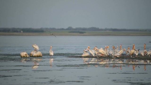 Pelicans, Franklin gulls and comorant on Last Mountain Lake in Saskatchewan