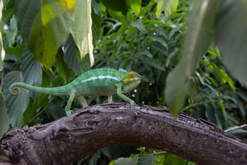 Panther Chameleon moves on a tree in the jungle of Nosy Komba Island, Madagascar