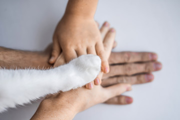 Obraz premium The hands of the family and the furry paw of the cat as a team. Fighting for animal rights, helping animals
