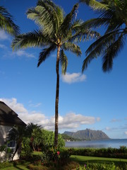 ハワイのヤシの木