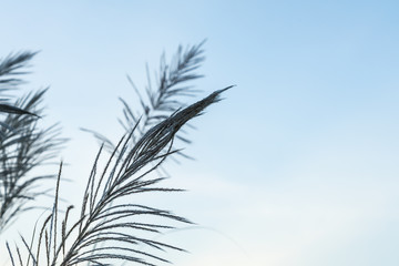 flowers grass against the sky background