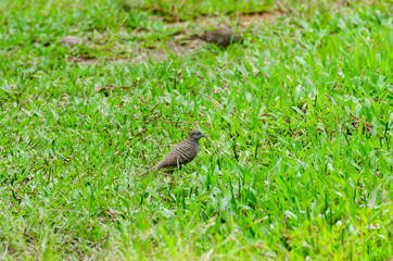 Geopelia striata on the green lawn