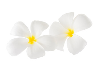 Fototapeta na wymiar Isolated plumaeria flowers on the white background with clipping path
