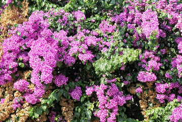 Obraz premium Bougainvillea blooms with copy space