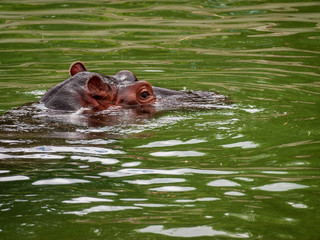 Obraz premium Nilpferd