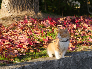 light ginger coloured kitten sitting next to autumn leaves with lead and collar