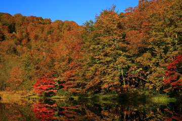 Fototapeta premium 紅葉の菅沼